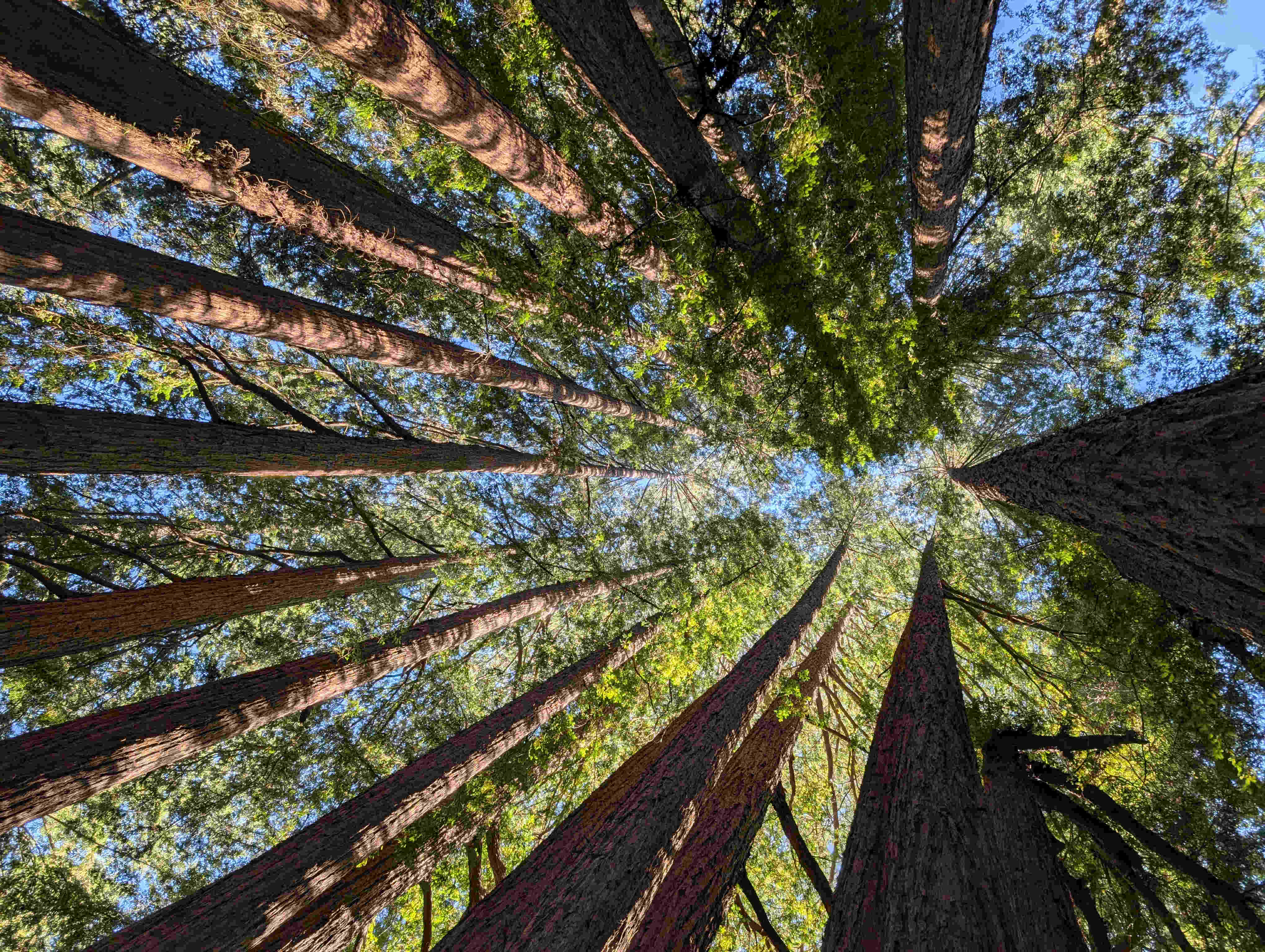 Trees